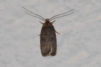 Agonopterix ciliella/heracliana
