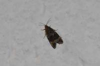 Celypha lacunana