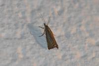Chrysoteuchia culmella