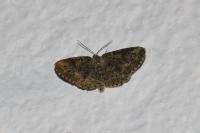 Cleorodes lichenaria