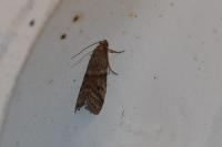 Ephestia