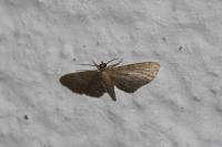 Eupithecia haworthiata