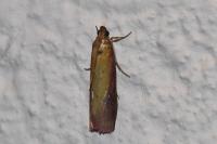 Oncocera semirubella