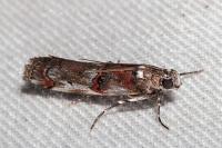 Pempelia palumbella