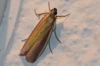 Oncocera semirubella