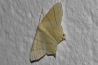 Ourapteryx sambucaria