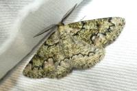 Cleorodes lichenaria
