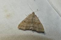 Herminia tarsicrinalis