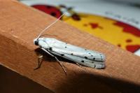 Myelois circumvoluta
