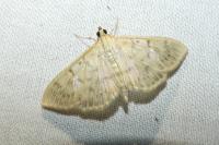 Patania ruralis
