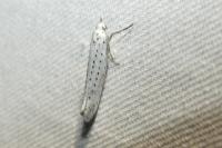 Yponomeuta evonymella