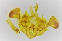 Mesapamea secalis