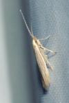 Coleophora