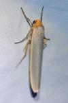 Eilema caniola