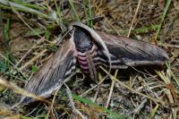 Sphinx ligustri