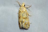 Aethes williana