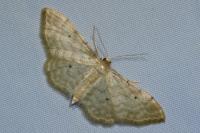 Idaea fuscovenosa