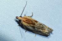 Eucosma cana