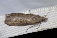 Lamoria anella