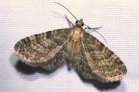 Eupithecia haworthiata