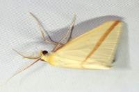 Rhodometra sacraria