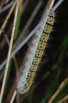 Lasiocampa trifolii