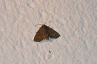 Ipimorpha subtusa