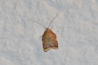 Carcina quercana