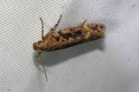 Scrobipalpa