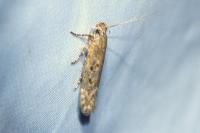 Scrobipalpa