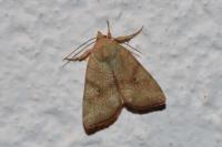 Cosmia trapezina
