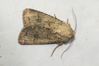 Anarta stigmosa
