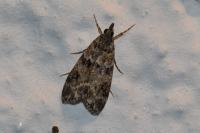 Eudonia mercurella
