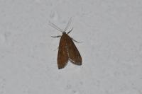 Parapoynx stratiotata