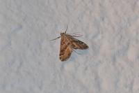 Parapoynx stratiotata