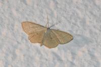 Scopula immutata