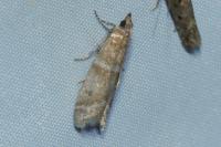 Vitula biviella