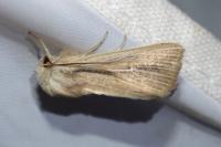 Mythimna sicula