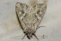 Lacanobia blenna