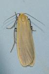Katha depressa