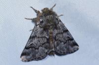 Thaumetopoea pityocampa