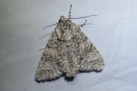 Acronicta megacephala