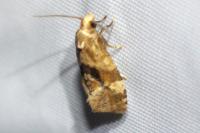 Gynnidomorpha vectisana