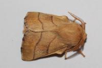 Malacosoma neustria