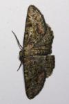 Cleorodes lichenaria
