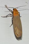 Lithosia quadra