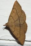 Paracolax tristalis