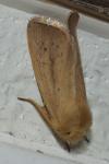 Sesamia nonagrioides
