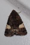 Tyta luctuosa