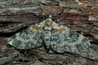 Eupithecia pulchellata